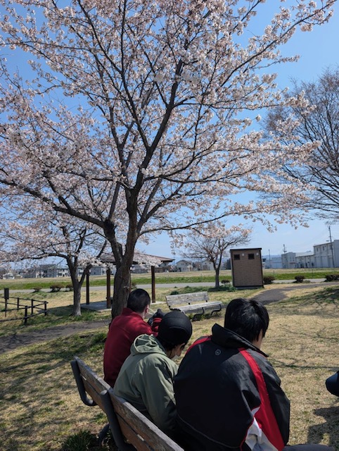 きぼう】片目清水公園の桜が満開となりました！！ - 社会福祉法人